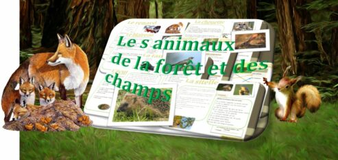 LECTURE :  Les animaux de la forêt et des champs