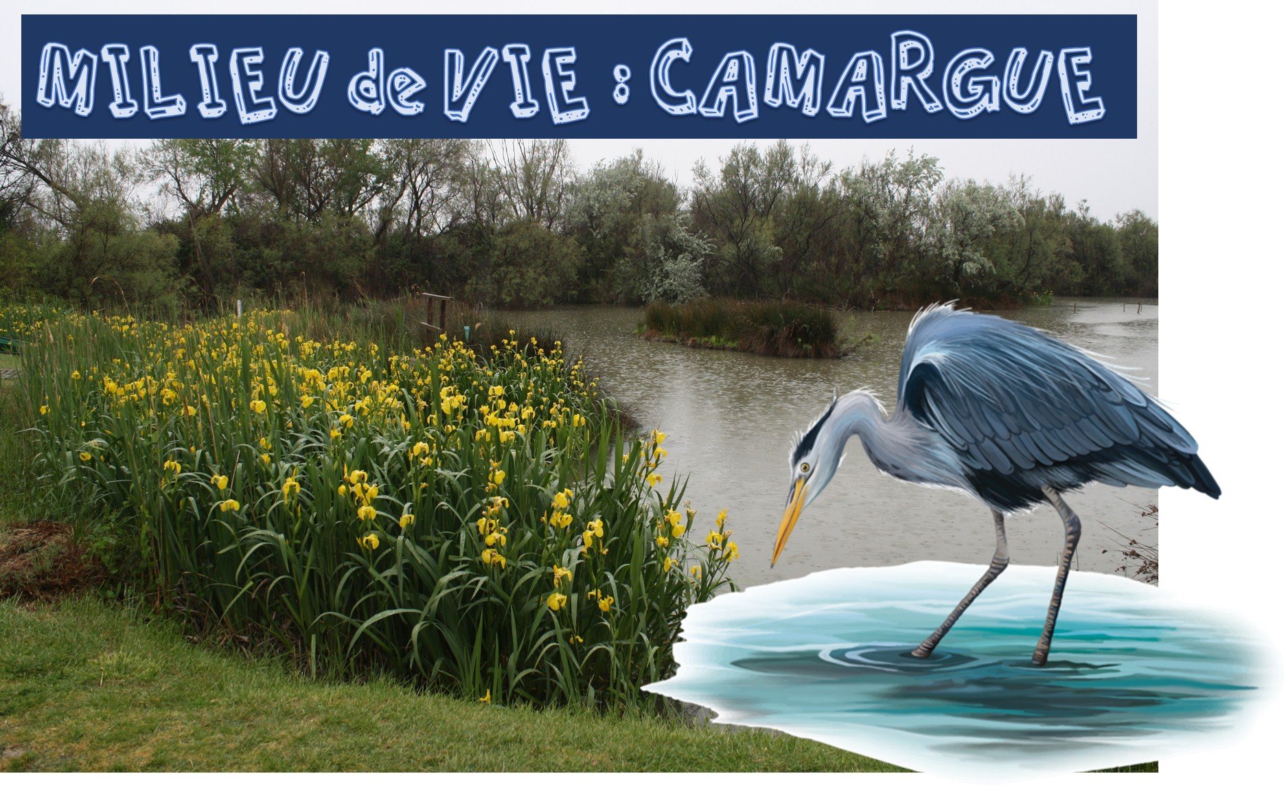 LE VIVANT : Déplacements des animaux / Milieux de vie • ReCreatisse