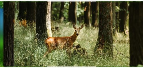 LA FORET : Activités  CP/CE1/CE2