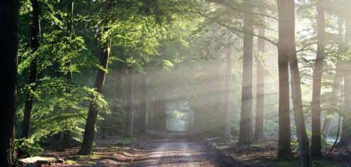 Séquence : LA FORET – les animaux/les végétaux