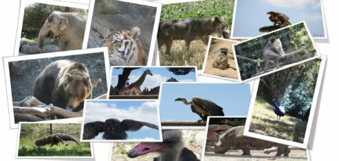 VOCABULAIRE : les animaux du zoo