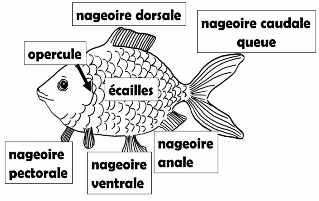 NOMENCLATURE / ACTIVITES LEXICALES animaux marins • ReCreatisse