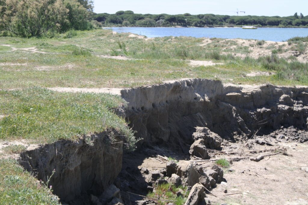 petite tortue d'eau aquarium
